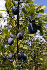 Ripe blue plums on a tree branch. Organic gardening.