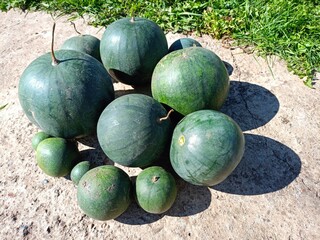 watermelon on the ground