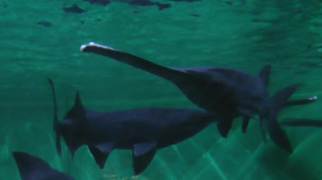 Twp american paddlefish in aquarium 