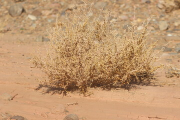 desert plant