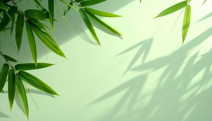 Fototapeta premium Light green background with copyspace and bamboo leaves aside, plant shadows on the wall. 