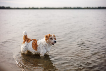 A Jack Russell Terrier walks in the water. A dog walks along the lakeshore. A pet walks along the river.