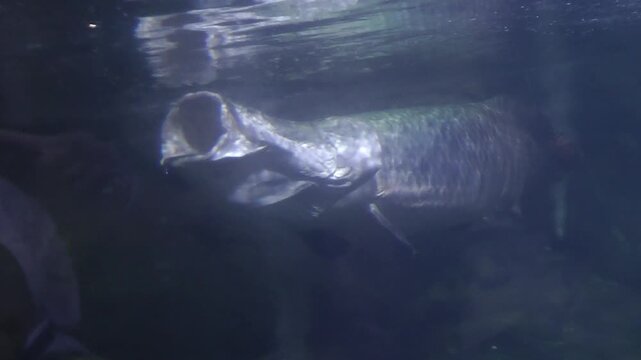 A arapaima open mouth in the pool	
