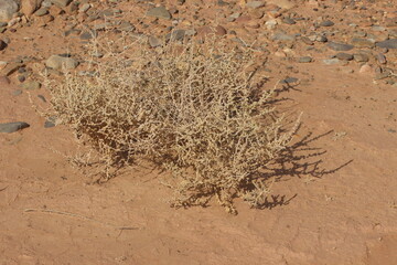 desert plant
