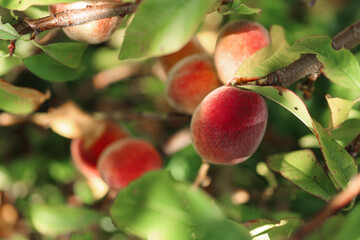 Ripe beautiful peach on a tree branch in the garden