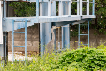 日本の兵庫県姫路市網干区の古くてとても美しい建物