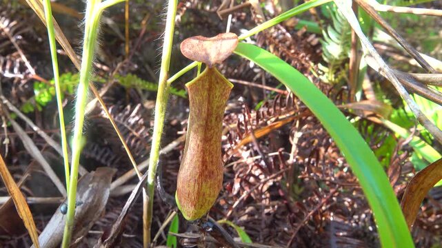 Entomophagous plant, carnivorous plants. Monkey-cup (Nepenthes gracilis) from the mountainous rainforests of the north-western part of the island of Borneo