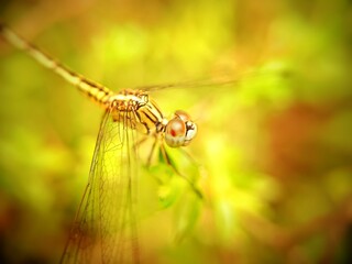 Colorful dragonfly resting on leaf