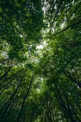 Obraz premium Illustration Sunlight Through Green Leaves in a Tall Forest