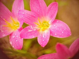 Fresh pink rain lily flower