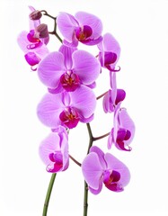 Fototapeta premium Elegant Pink Orchid Blossom on White Background in Studio Lighting Isolated