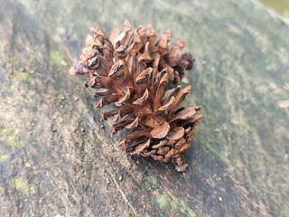 Two dry brown pine cones on a wooden surface.