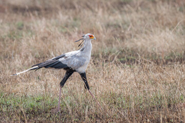 Secretary bird walking through the serengeti national park savannah in Tanzania, Africa