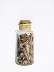 Clear glass bottle filled with assorted spiral seashells, sealed with a cork stopper and natural twine, presented on a clean white background.