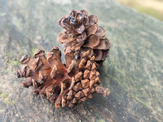 Two dry brown pine cones on a wooden surface.