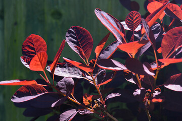 Cotinus coggygria Royal Purple, also known as smokebush