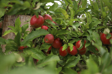 Fresh Apples on a Tree in a Private Orchard