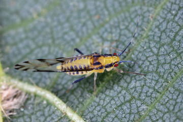 Lime Leaf Aphid (Eucallipterus tiliae). Aphid under a linden leaf.