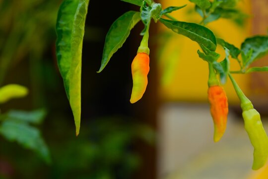 Organic Cayenne Pepper in the garden . Also known as capsicum frutescens or siling labuyo. Cabe rawit