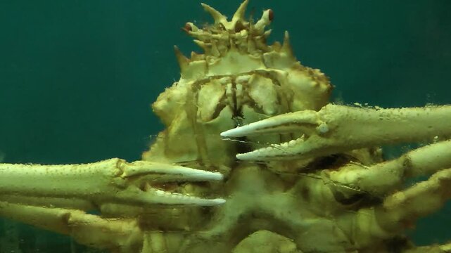 A Macrocheira kaempferi in aquarium	
