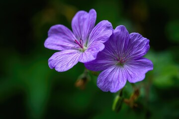 Obraz premium Purple wildflowers blooming garden closeup dark background
