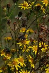 Macro close-up of a fly on a yellow wildflower in summer meadow with blurred background, illustrating insect life and nature.