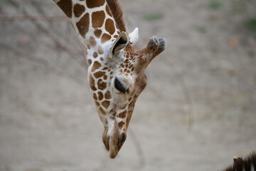 Playful View of a Giraffe's Head