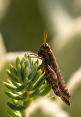 A brown grasshopper is beautifully captured in a close-up, resting peacefully on a vibrant green succulent plant. The detailed insect stands out against a soft, blurred natural background.