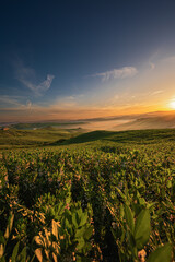 Obraz premium spring sunrise over the Tuscany hills with a tree in the foreground, Italy