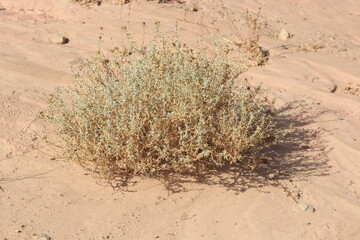 desert plant