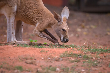 Fototapeta premium Red Kangaroo Grazing on the Ground