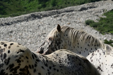 Suchbild mit Pferden. Getupfte Tigerscheck Stuten stehen vor gleichfarbigen Schotterfeld