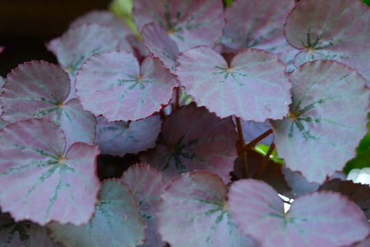 Begonia rex , polyscias balfouriana, aralia balfour daun merah or painted-leaf or fancy-leaf begonia in garden
