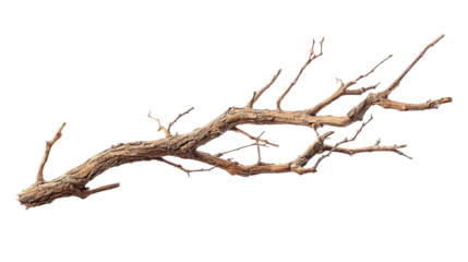 A detailed, artistic depiction of a dry tree branch on a white isolated background.