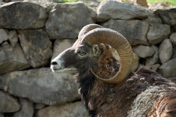 A horned ram rests near a rocky wall. Its woolly coat is highlighted in warm sunlight.