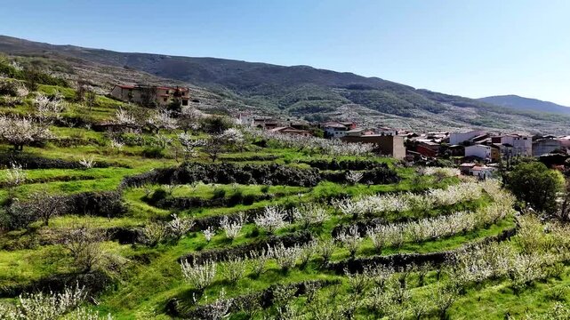 Spring Blossoms in Jerte Valley Spain