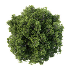 Fototapeta premium Overhead view of a dense, green tree canopy