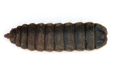 Black soldier fly species, Hermetia illucens. Larval instar, prepupa. View from above.