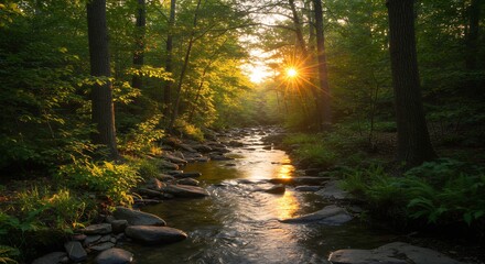 Obraz premium Forest Stream at Sunset