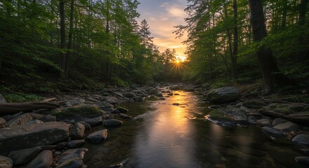 Fototapeta premium Forest River Sunset Scene