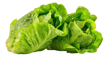 Fresh green lettuce with water droplets on a white isolate background.