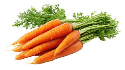Fresh orange carrots with green tops on white isolated background.