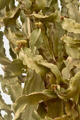 Tall Euphorbia ammak cactus with sculptural form and textured surface. Popular ornamental plant for dry landscapes.