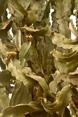 Tall Euphorbia ammak cactus with sculptural form and textured surface. Popular ornamental plant for dry landscapes.