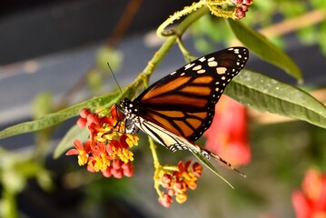 Close-up of Acherontia atropos, the Death’s-head hawkmoth. Symbol of mystery, gothic aesthetics, and transformation.