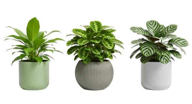 Trio of potted plants: A set of three lush, potted plants. Each pot cradles vibrant greenery, embodying a harmonious blend of nature and contemporary design