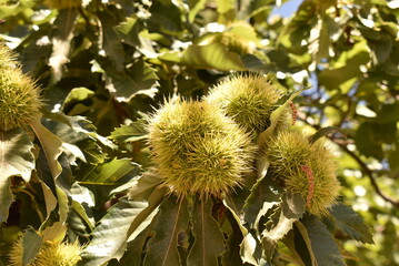 Spiky green chestnut shells hanging from a tree. Ripening autumn fruits in a woodland environment.