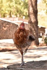 Organic brown hen on free-range farm. Natural poultry living in eco-friendly rural environment.