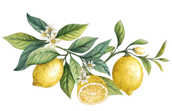 Lemon Fruit Branch with flower. Hand drawn watercolor illustration of yellow tropical citrus Food on white isolated background. Drawing of lemon tree with green leaves. Sketch of juicy  lemons and lea