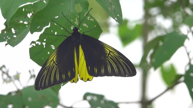 Golden bird's-wing (Ornithoptera, Troides aeacus). Famous golden butterfly catches eye with contrast of yellow and black, enhancing color. Mountainous rainforest on Borneo island, Malaysia. January